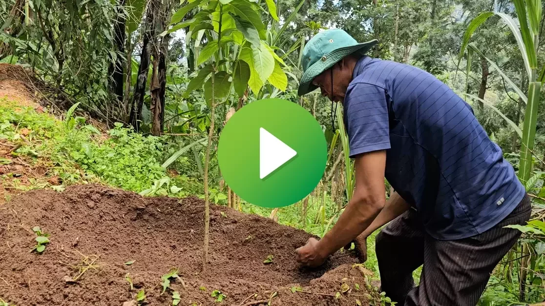 The Cuvette System Transforming Avocado Farming and Food Security